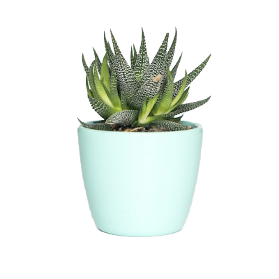 植物抠图后示例